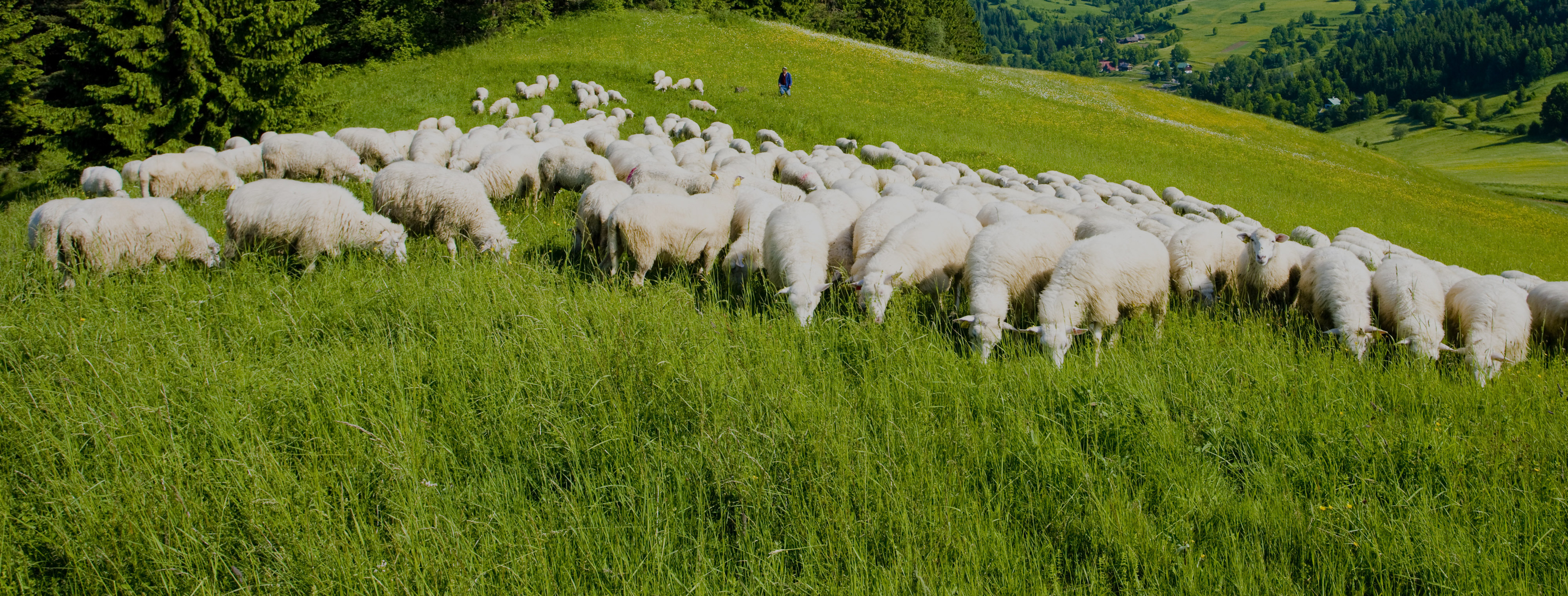 Schafe mit ihrem Hirten auf einer Bergwiese im Thueringer Wald